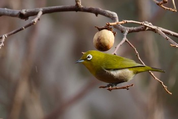 メジロ ロクハ公園(滋賀県草津市) 2024年1月12日(金)