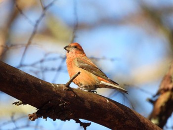 Red Crossbill 山梨県 Fri, 1/12/2024