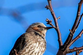 Brown-eared Bulbul 東品川海上公園(東京都品川区) Fri, 1/12/2024