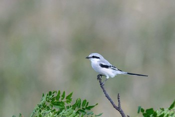 Chinese Grey Shrike