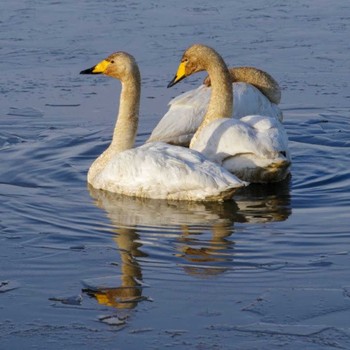 Whooper Swan Izunuma Thu, 1/11/2024