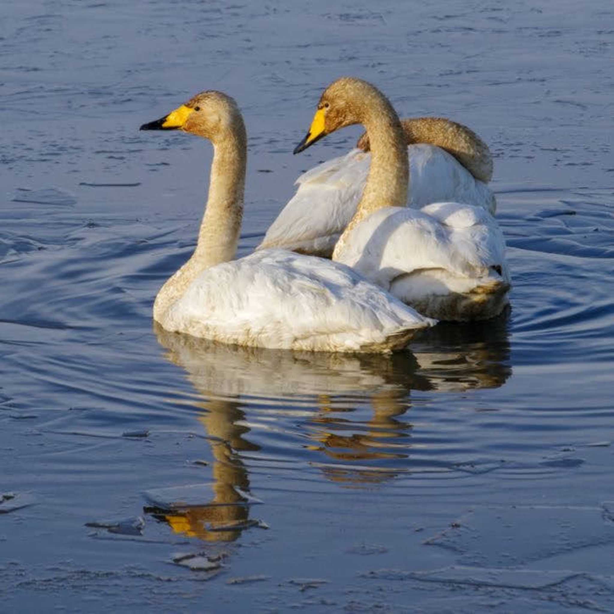 Photo of Whooper Swan at Izunuma by モズもず