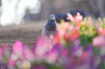 カワラバト 東品川海上公園(東京都品川区) 2024年1月12日(金)