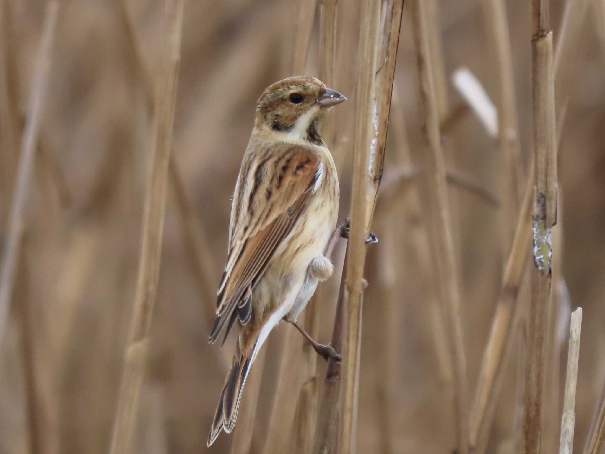 Common Reed Bunting