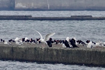 シロカモメ ふなばし三番瀬海浜公園 2018年11月4日(日)