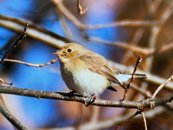 2024年1月12日(金) まつぶし緑の丘公園の野鳥観察記録