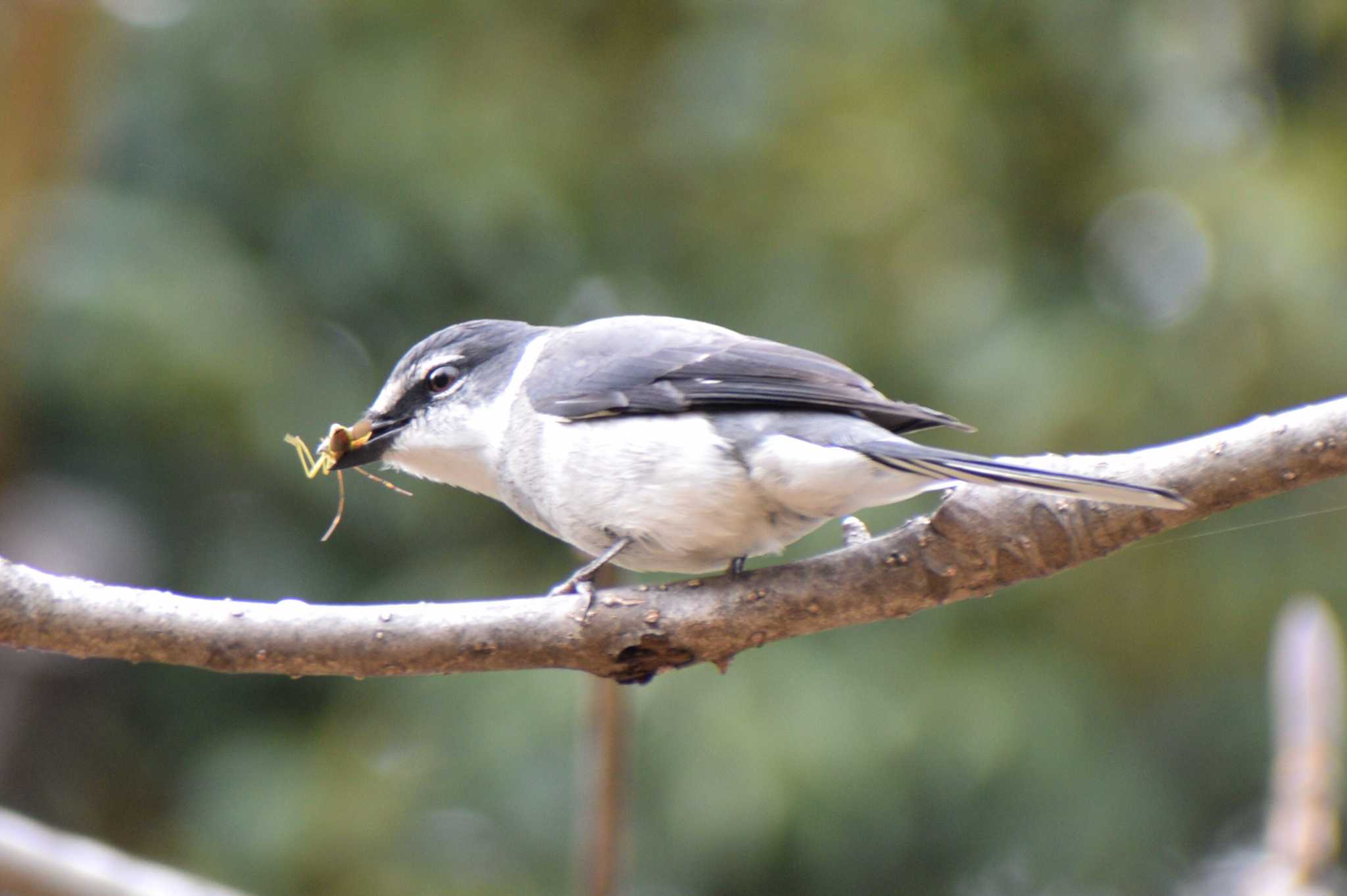 Ryukyu Minivet