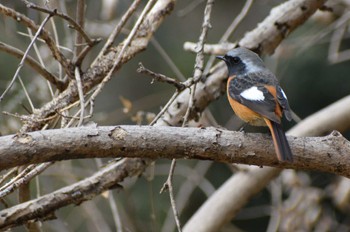 Daurian Redstart ＭＦ Thu, 1/11/2024