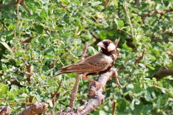 Chestnut-headed Sparrow-Lark Amboseli National Park Sat, 12/30/2023