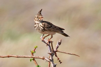 Crested Lark Amboseli National Park Sat, 12/30/2023