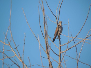 Dusky Thrush 宇都宮市 Fri, 1/12/2024