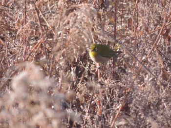 Warbling White-eye 宇都宮市 Fri, 1/12/2024