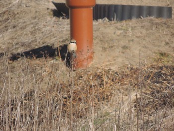 Bull-headed Shrike 宇都宮市 Fri, 1/12/2024