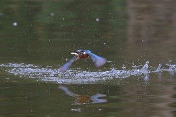 Common Kingfisher 埼玉県 Sun, 11/4/2018