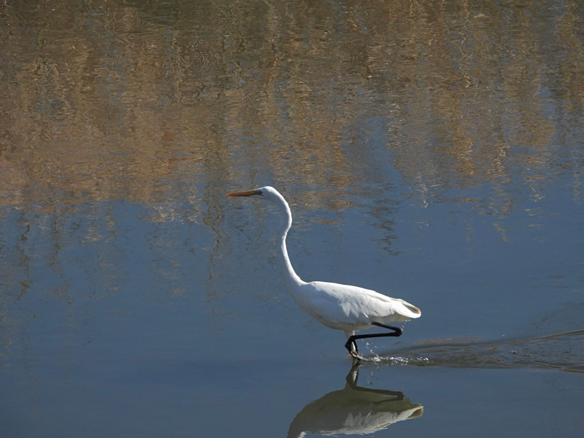 Great Egret