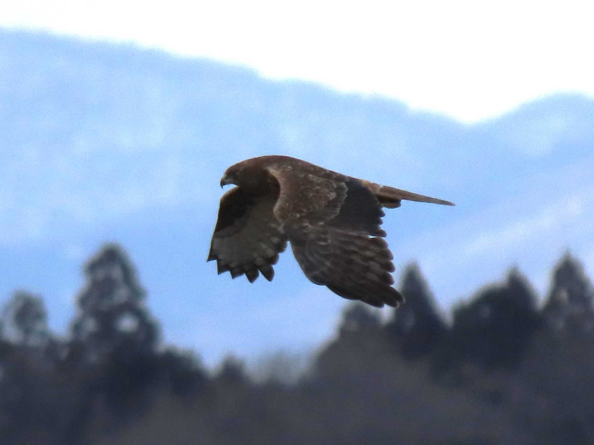 Eastern Marsh Harrier