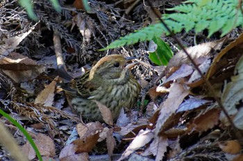 Grey Bunting 横浜市立金沢自然公園 Fri, 1/12/2024