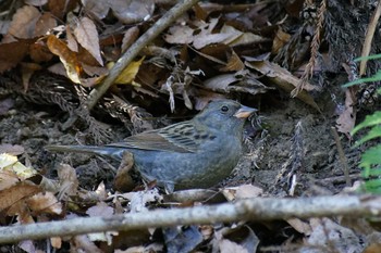 Grey Bunting 横浜市立金沢自然公園 Fri, 1/12/2024