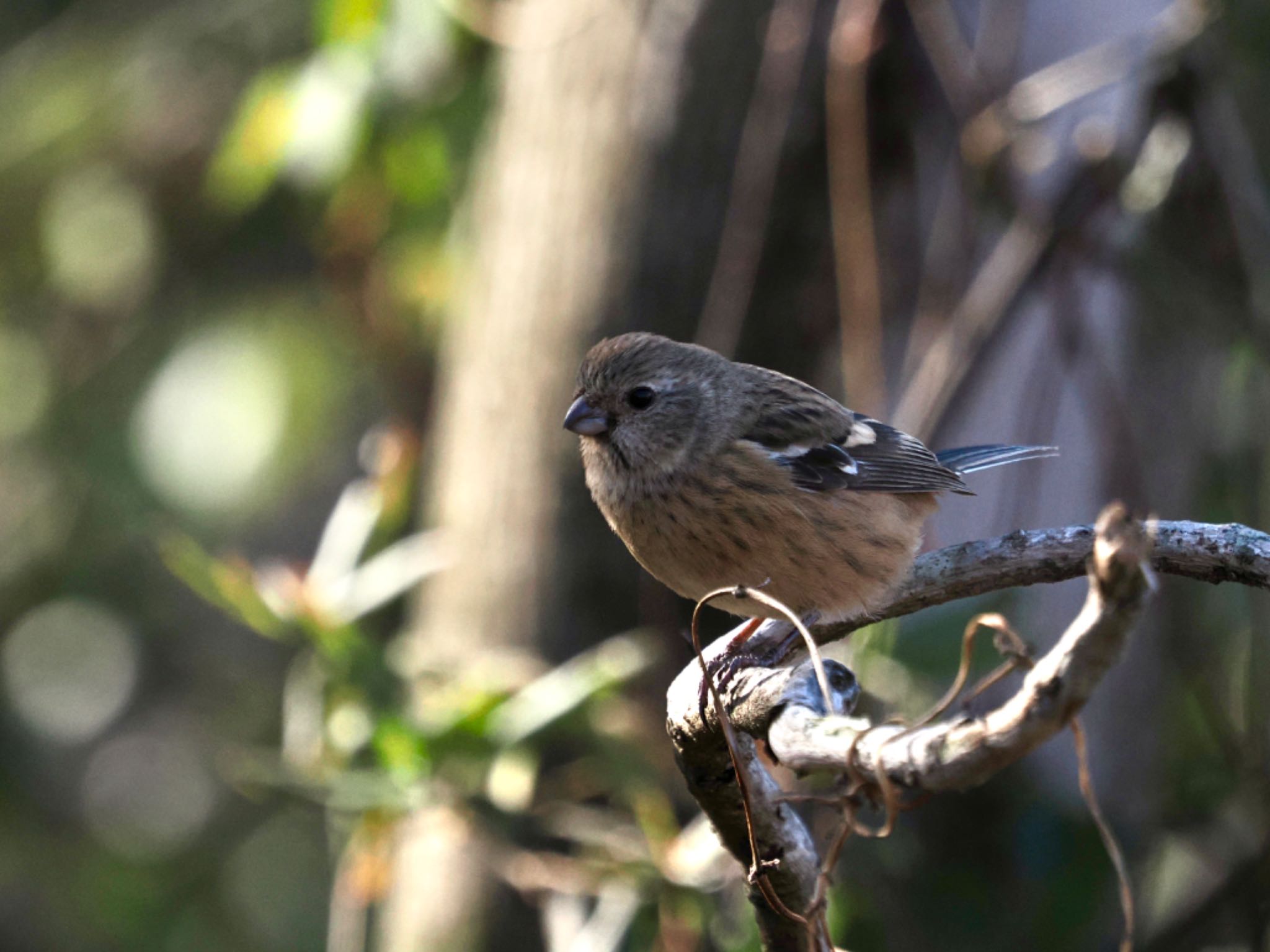 Siberian Long-tailed Rosefinch