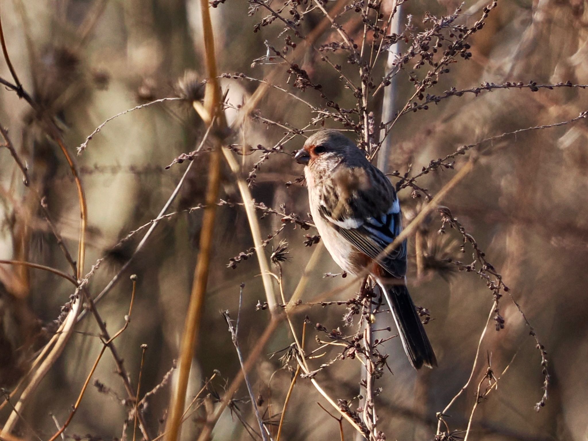 Siberian Long-tailed Rosefinch