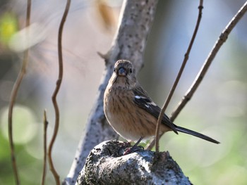 Fri, 1/12/2024 Birding report at Asaba Biotope