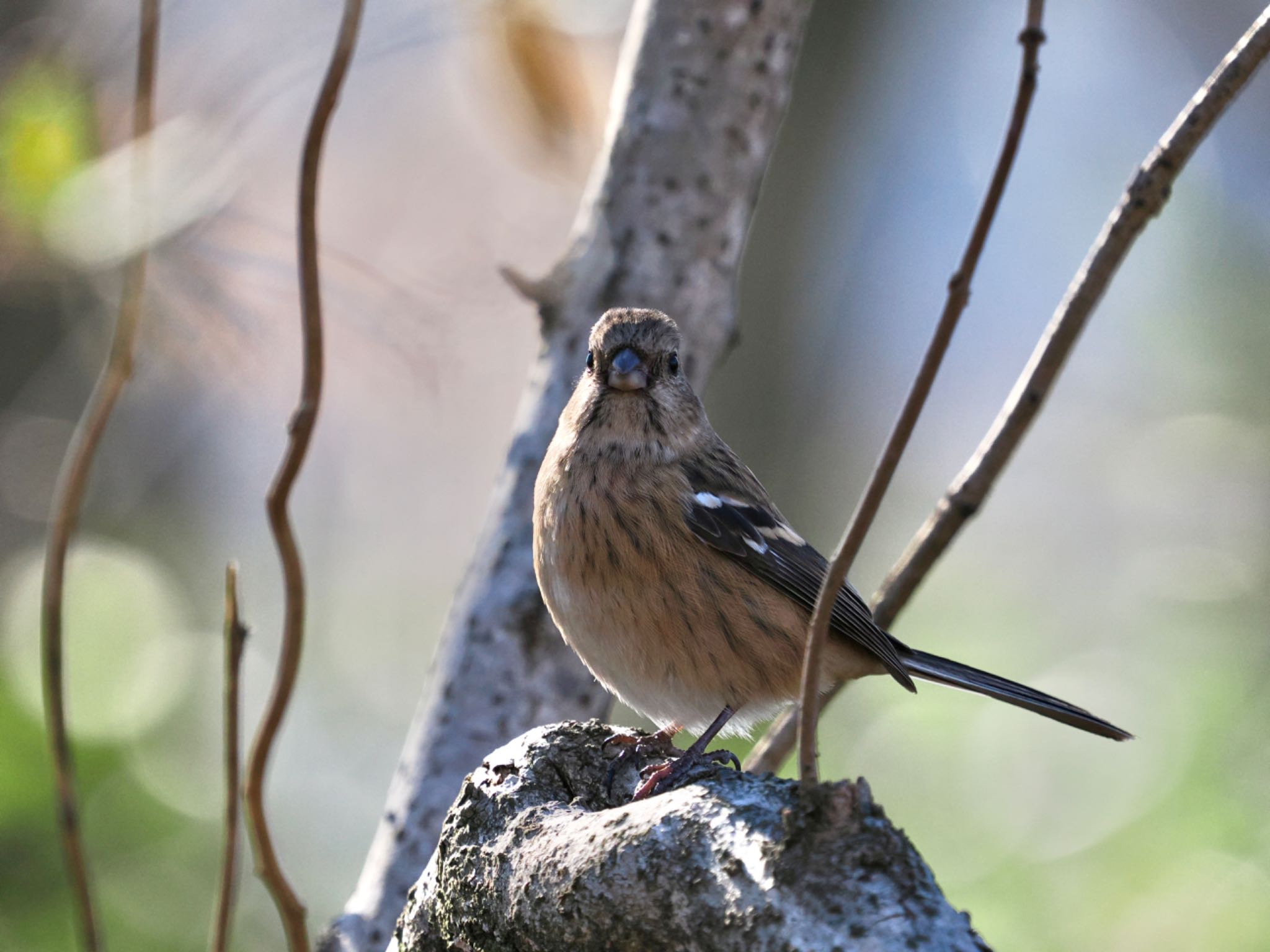 Siberian Long-tailed Rosefinch