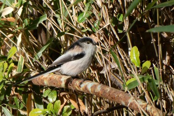 Long-tailed Tit 東京都北区 Tue, 1/2/2024