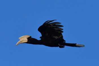 Black Hornbill Sepilok--Rainforest Discovery Center Sat, 10/21/2023