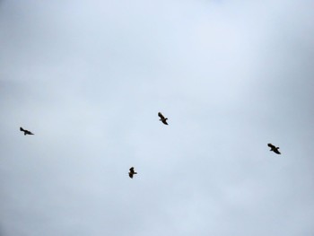 Osprey(cristatus) Long Reef(Australia, NSW) Fri, 1/5/2024