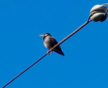 White-cheeked Starling 長津川ふれあい広場 Fri, 1/12/2024