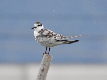 Whiskered Tern 兵庫県伊丹市 Wed, 10/10/2018