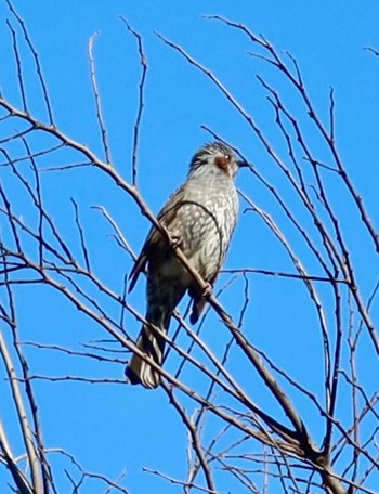 Brown-eared Bulbul 長津川ふれあい広場 Fri, 1/12/2024