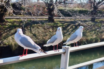 ユリカモメ 千葉県船橋市 2024年1月12日(金)