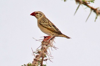 Red-billed Quelea Amboseli National Park Sat, 12/30/2023