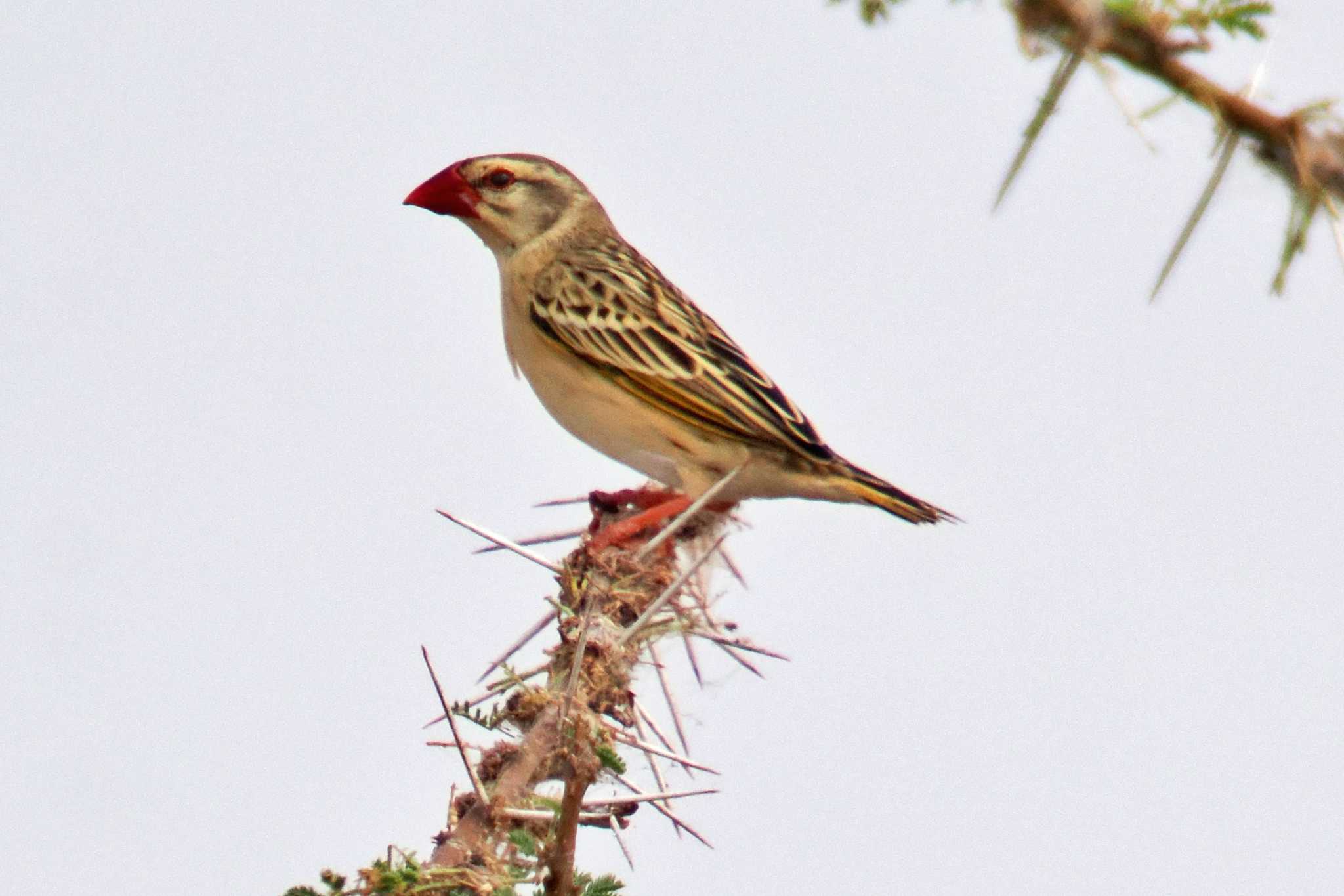 Photo of Red-billed Quelea at Amboseli National Park by 藤原奏冥