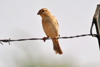 House Sparrow Amboseli National Park Sat, 12/30/2023