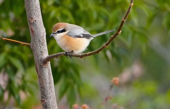 Bull-headed Shrike 城北公園 Fri, 1/12/2024