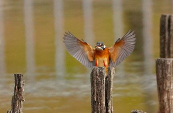 Common Kingfisher 城北公園 Fri, 1/12/2024