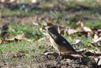 2024年1月12日(金) 玉川上水農耕地の野鳥観察記録