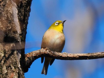 Warbling White-eye 厚木七沢森林公園 Sun, 1/7/2024