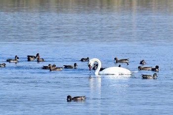 Mute Swan 島根県 Sun, 11/4/2018