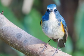 2024年1月6日(土) 大町自然観察園の野鳥観察記録