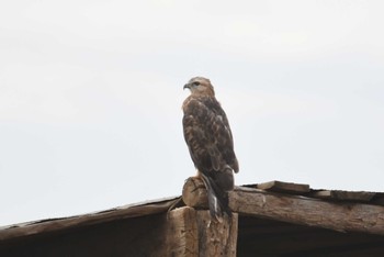 Long-legged Buzzard