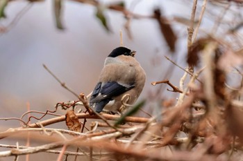 Eurasian Bullfinch 六甲山 Mon, 1/8/2024