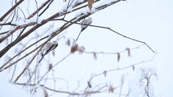 Long-tailed tit(japonicus) 大沼公園(北海道七飯町) Fri, 1/12/2024