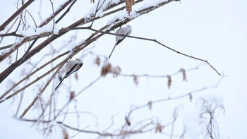 2024年1月12日(金) 大沼公園(北海道七飯町)の野鳥観察記録