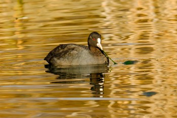 Eurasian Coot 金山調節池 Thu, 1/4/2024