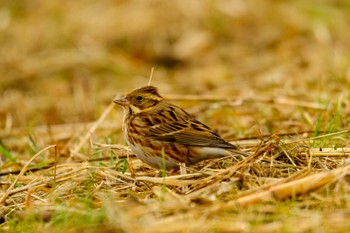 Rustic Bunting 金山調節池 Thu, 1/4/2024