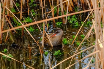 Brown-cheeked Rail 金山調節池 Thu, 1/4/2024