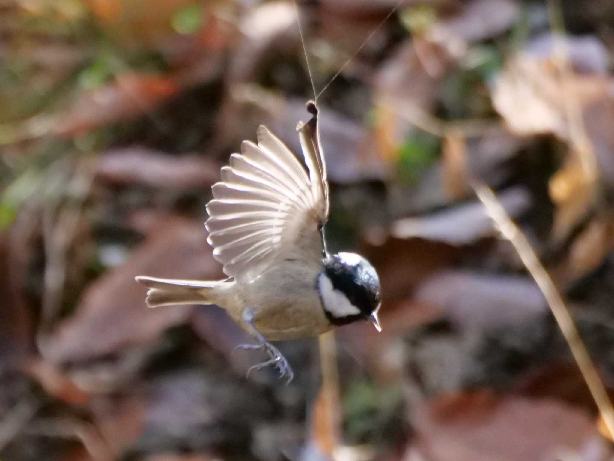 右翼に丈夫な蜘蛛の糸。 by little birds